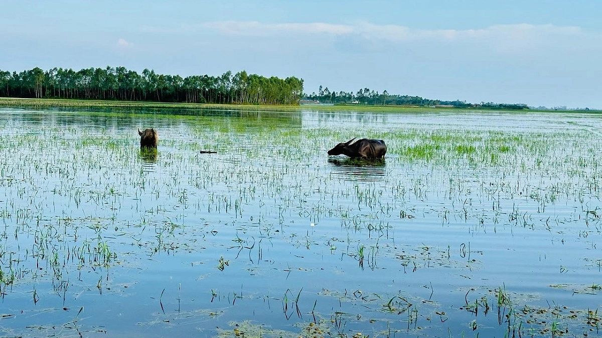 বানিয়াচংয়ে পানিতে ডুবল কৃষকের স্বপ্ন