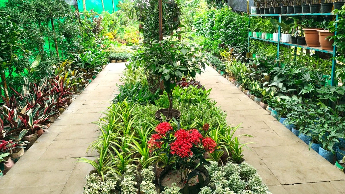 কংক্রিটের শহরে সবুজের উৎসব