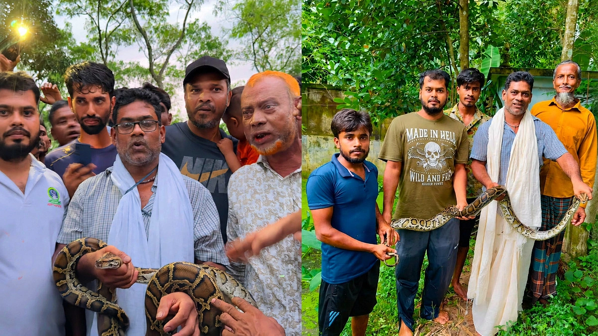 শ্রীমঙ্গলেে দুটি অজগর উদ্ধার, লাউয়াছড়া উদ্যানে অবমুক্ত
