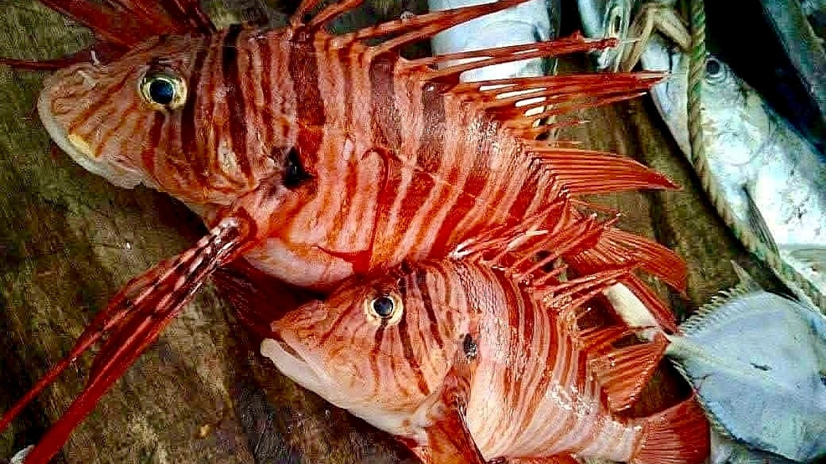 বঙ্গোপসাগরে জেলের জালে ধরা পড়ল বিরল ‘লায়নফিশ’