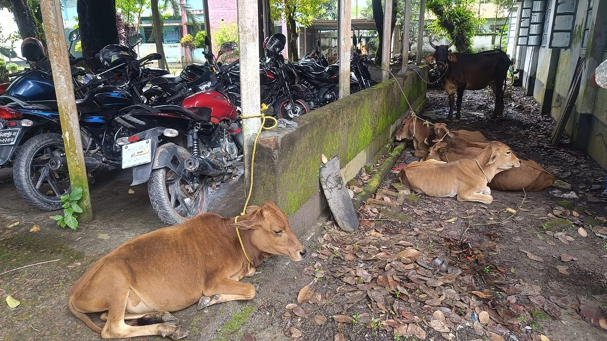 ভূরুঙ্গামারীতে ভারতীয় সন্দেহে ৮ গরুসহ আটক ৪