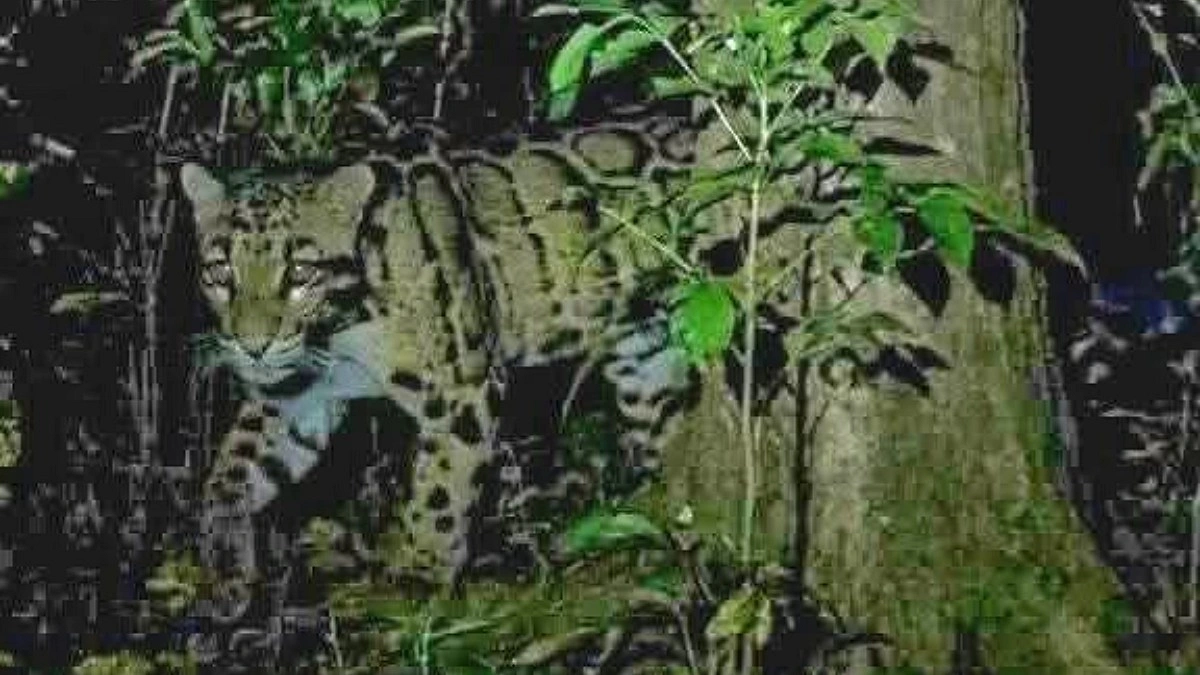 গাজীপুরের তিন গ্রামে বাঘ আতঙ্ক