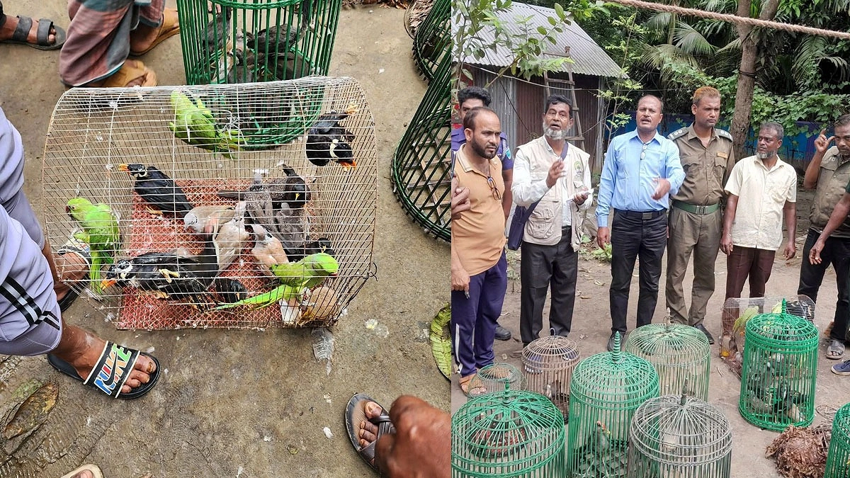 বাধা পেরিয়ে ডানা মেলল টিয়া-ময়না-ঘুঘু-শালিক