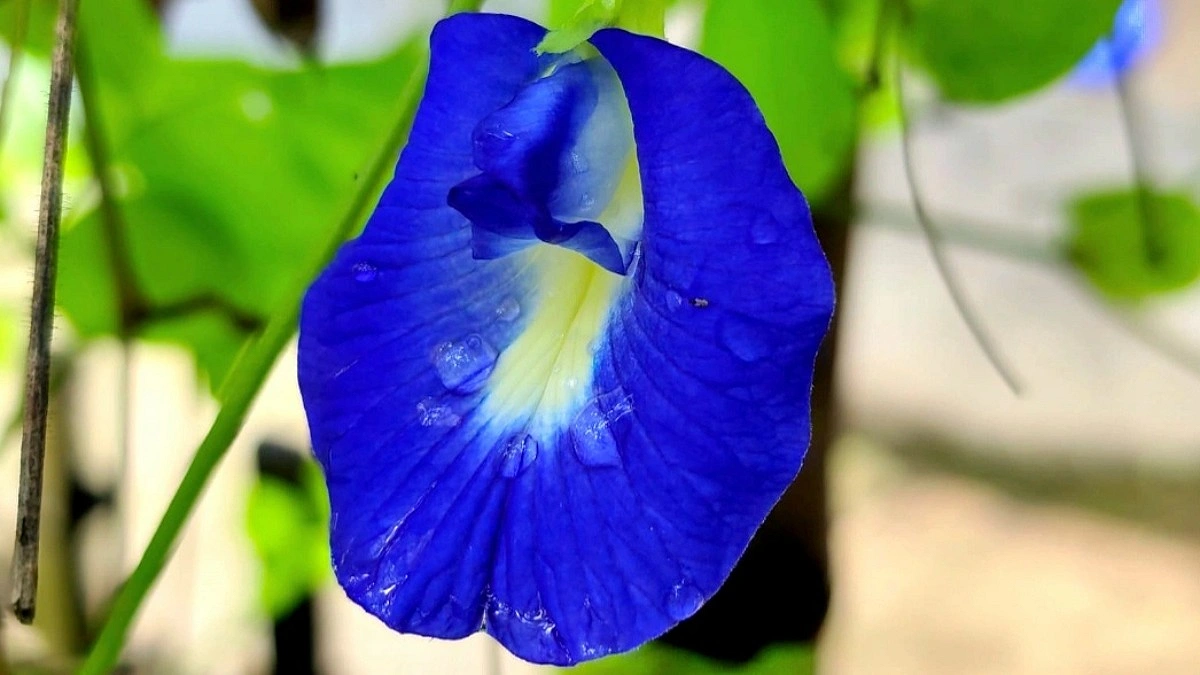 প্রকৃতির ক্যানভাসে নীল বিস্ময় অপরাজিতা