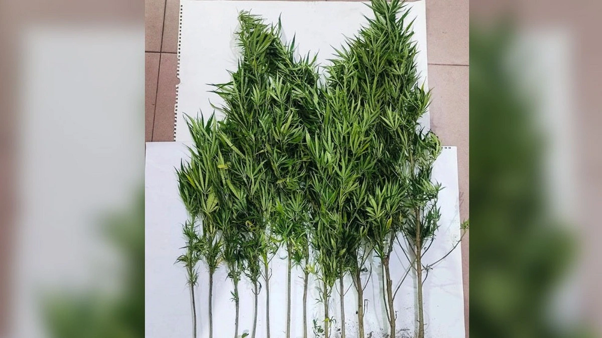 ফুলের টবে গাঁজার চাষ!