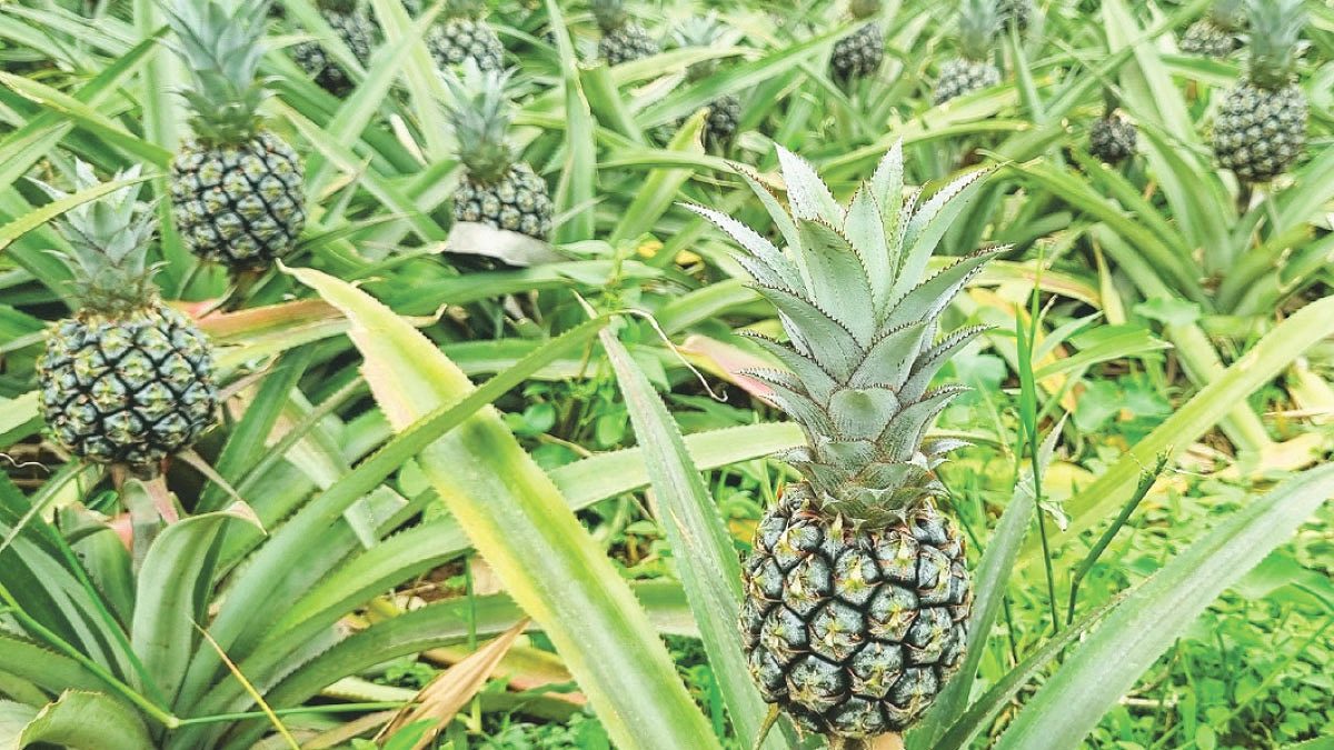 বিক্রি হতে পারে ১২৫ কোটি টাকার আনারস