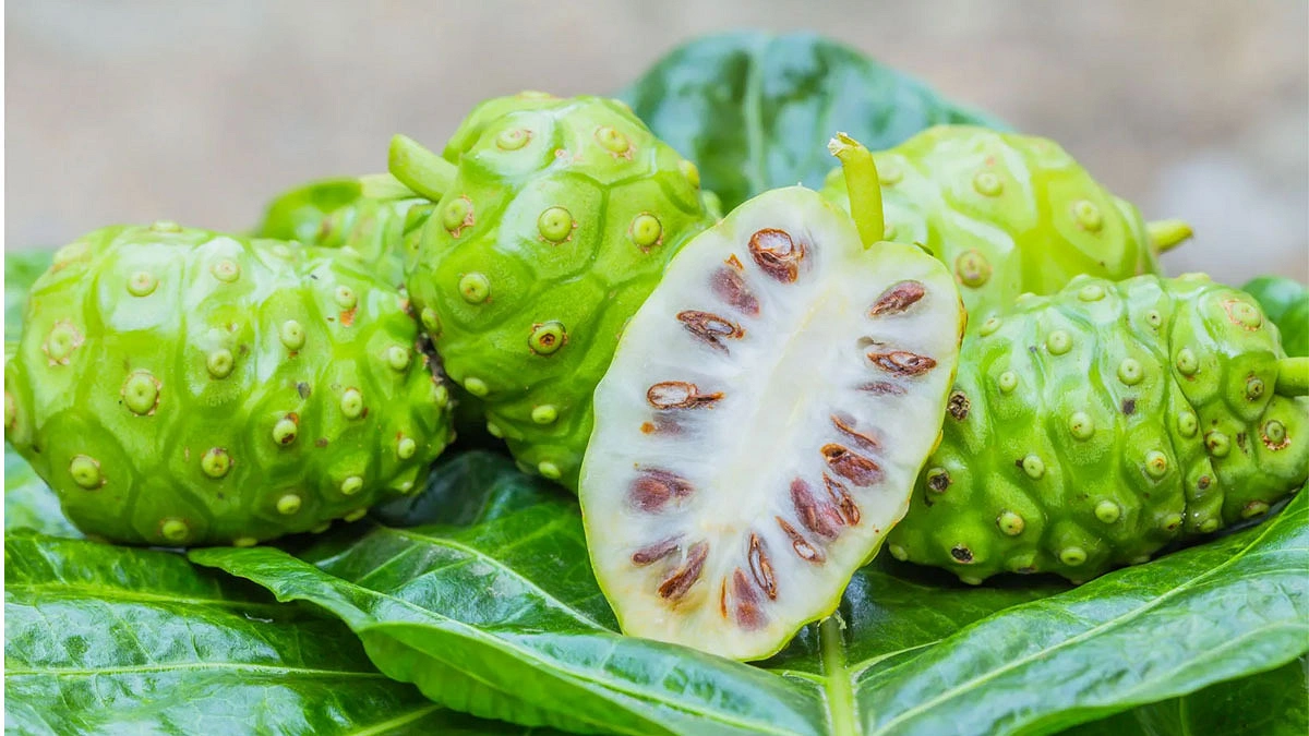 ননি ফলের কাছে ফেরা
