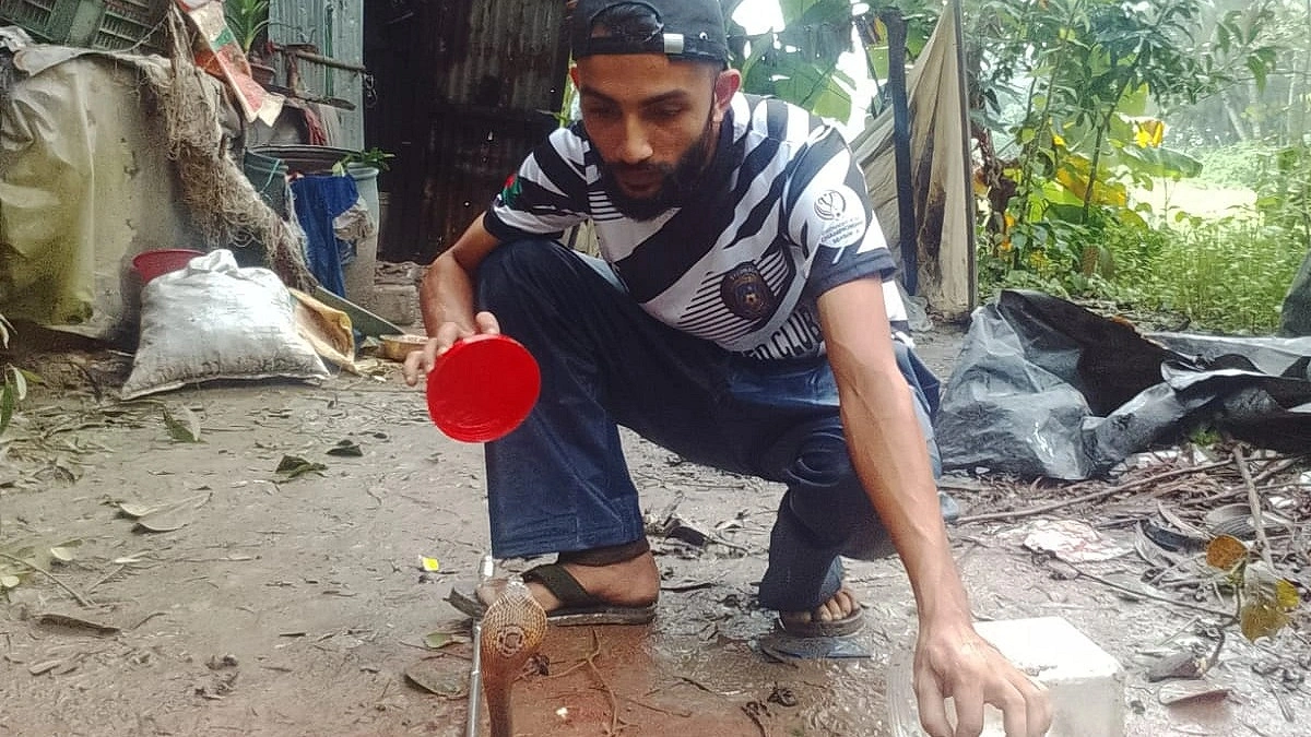 বানভাসি মানুষের দুর্ভোগের আরেক উপদ্রব ‘বিষধর সাপ’