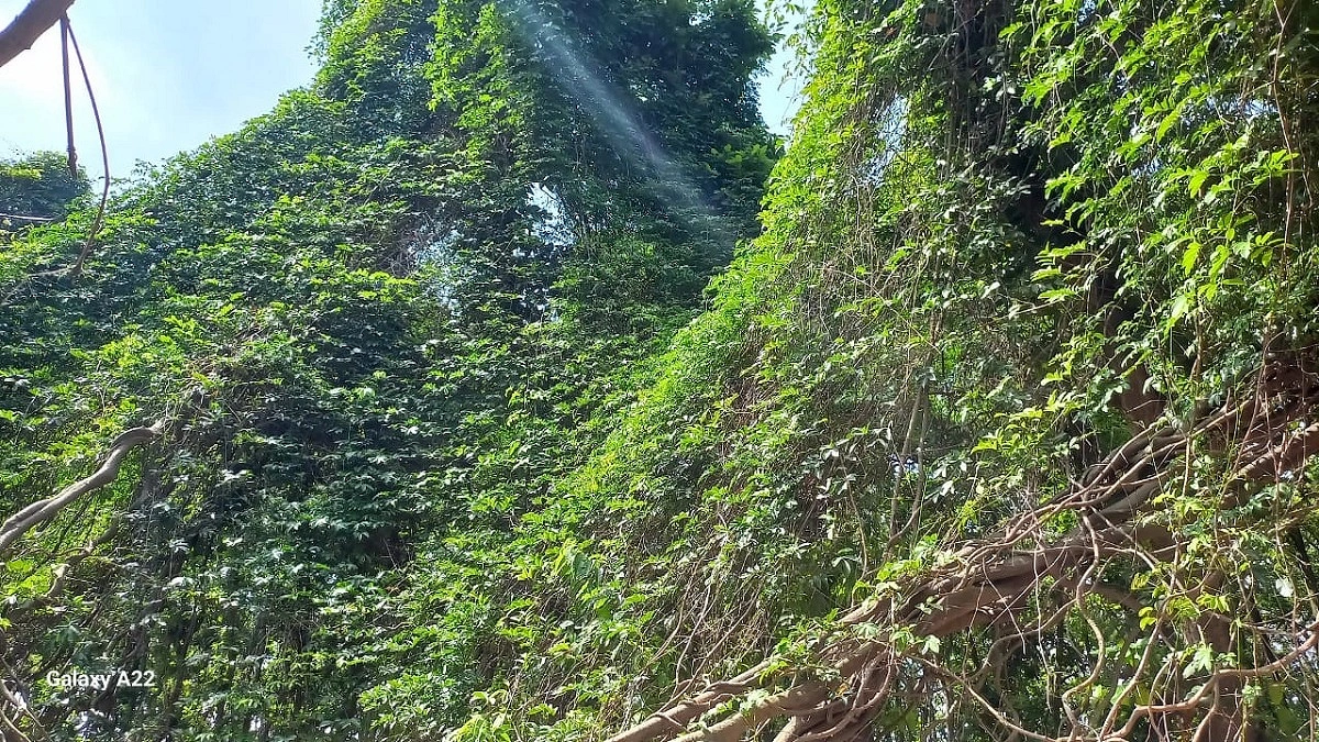 বিরামপুরের শালবনে বিলুপ্তপ্রায় গিলা লতার খোঁজ