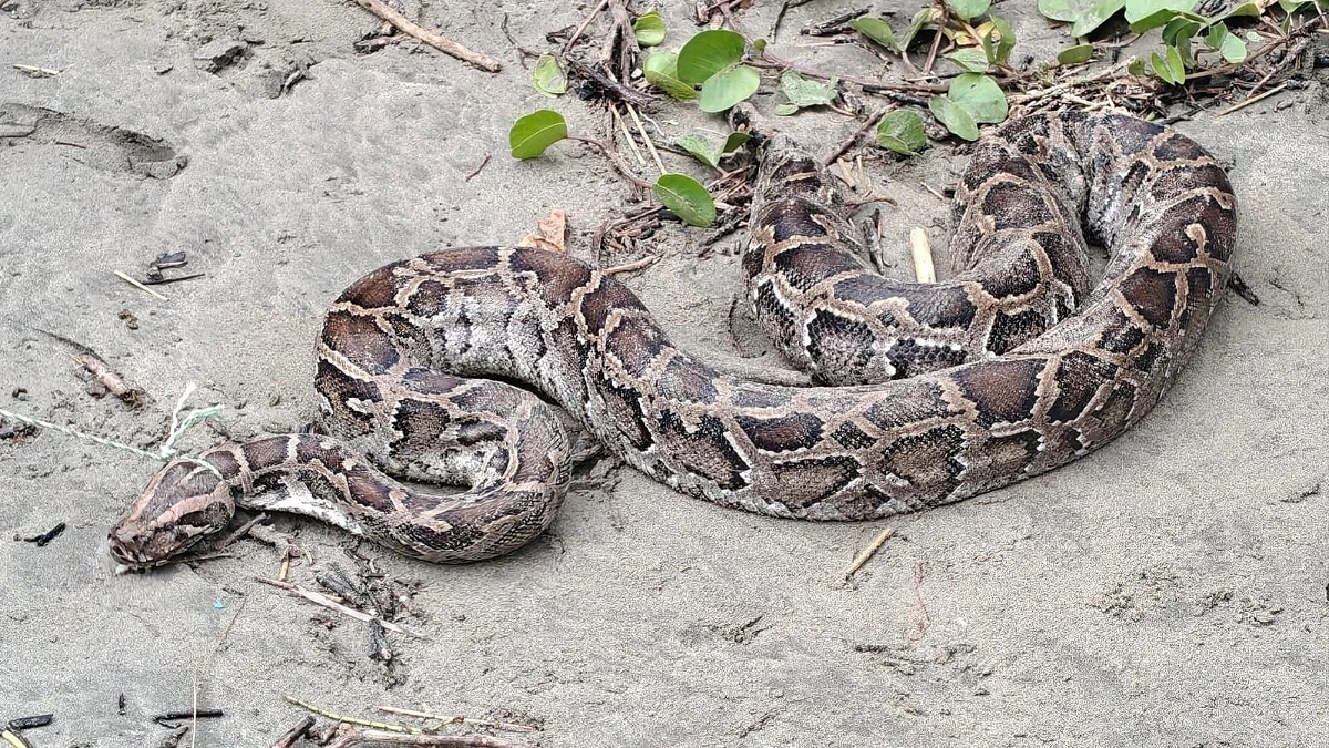 সেন্ট মার্টিনে ১০ ফুট অজগর উদ্ধার