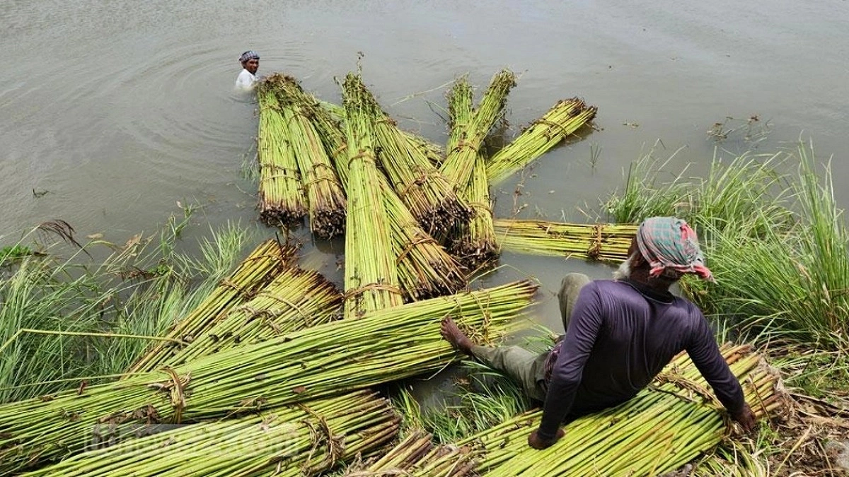 টুঙ্গিপাড়ায় পাটের বাম্পার ফলন, ন্যায্যমূল্যের আশায় কৃষকরা