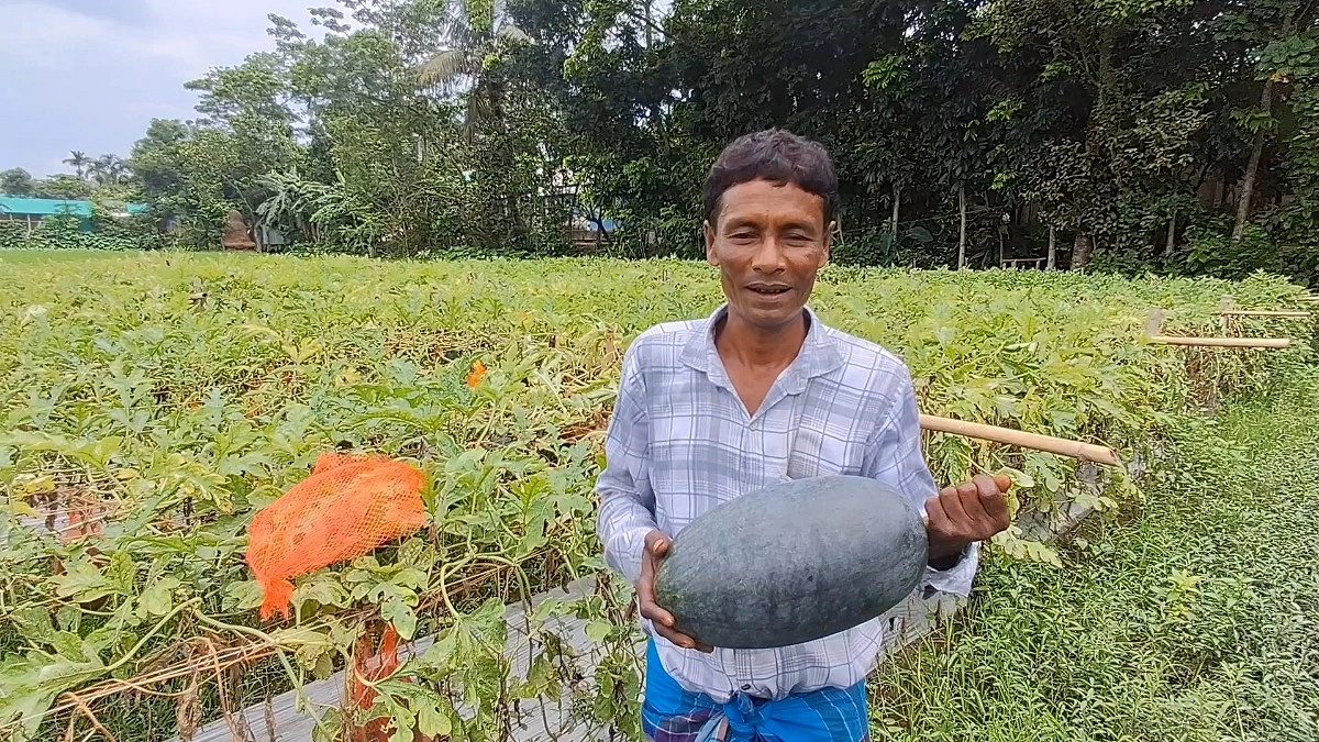 অফসিজনে তরমুজ চাষে আলাউদ্দিনের বাজিমাত