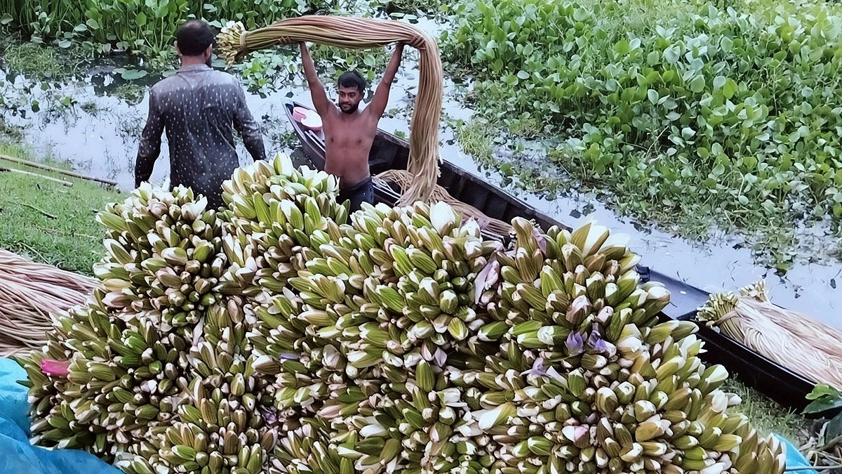দুর্ভোগের বর্ষায় বিলপাড়ে হাসি ফোটাচ্ছে শাপলা