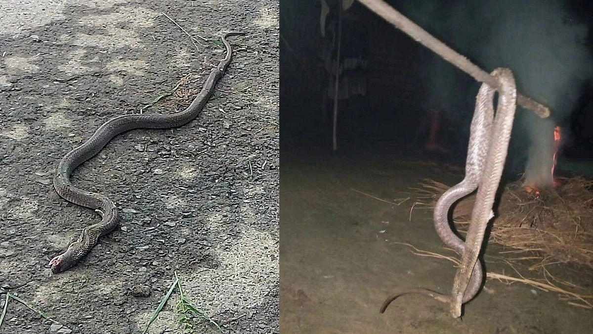 সাপে নাজেহাল মেহেরপুরের গ্রামাঞ্চল