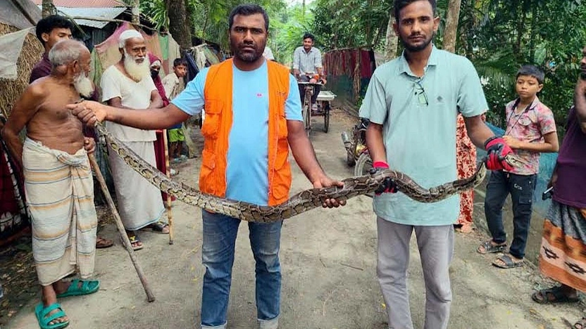 ১৮ দিনে উদ্ধার ১০ অজগর-গোখরো, এলাকায় আতঙ্ক
