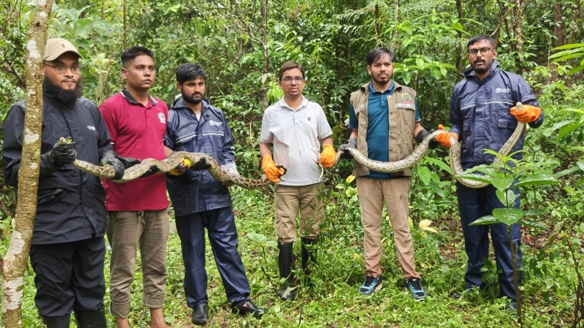 উখিয়ায় লোকালয়ে বার্মিজ অজগর, বনে অবমুক্ত