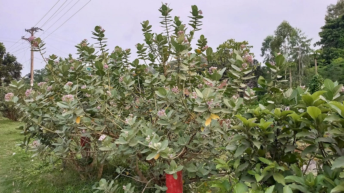 হারিয়ে যাচ্ছে ঔষধিগাছ আকন্দ