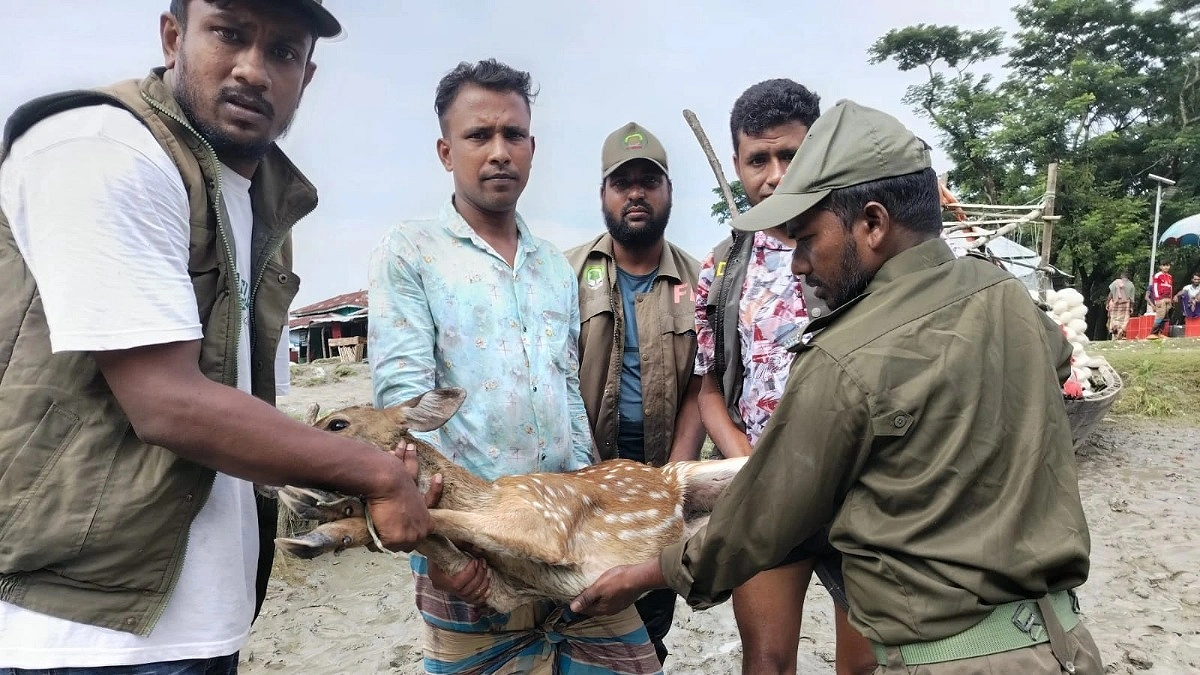 মনপুরায় লোকালয়ে মায়াবি হরিণ, বনে অবমুক্ত