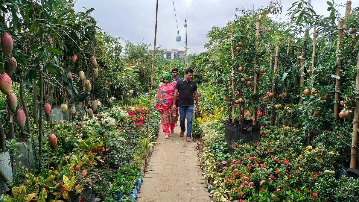 কৌতূহল বিদেশি গাছে, কিনছেন দেশি ফলের চারা