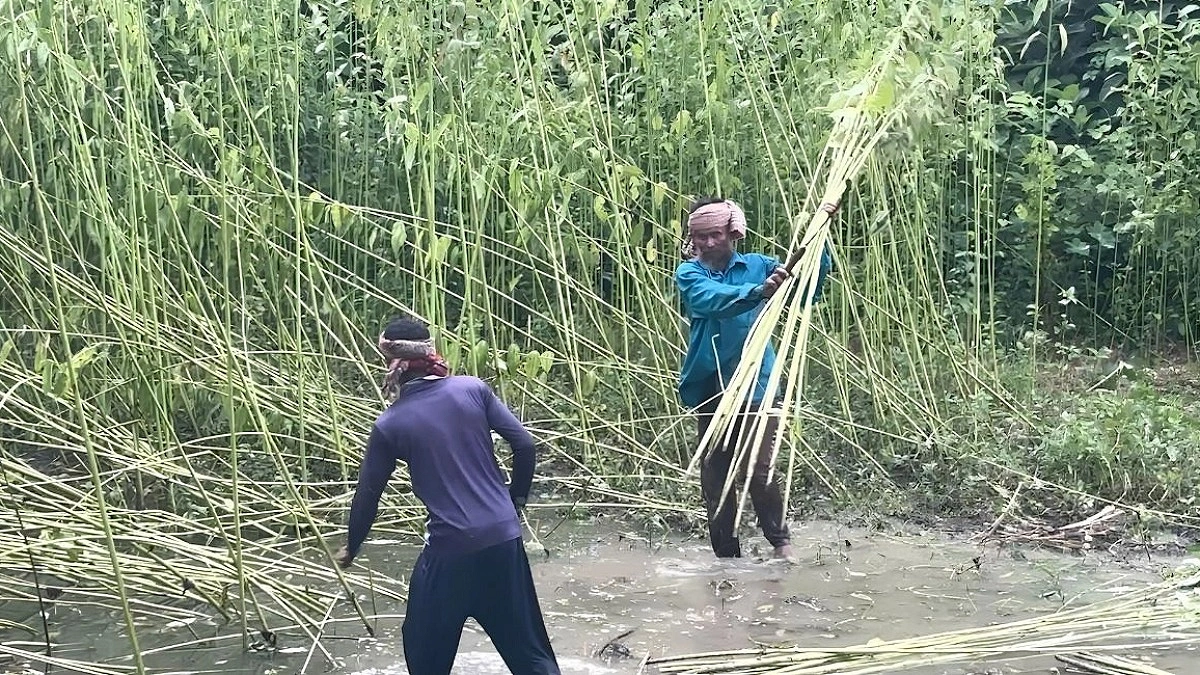 পাট চাষের নতুন সম্ভাবনা ‘বিনা তোষাপাট-১’