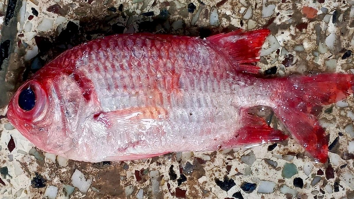 ‘গুহাবাসী’ মাছ মিলল কুয়াকাটায়