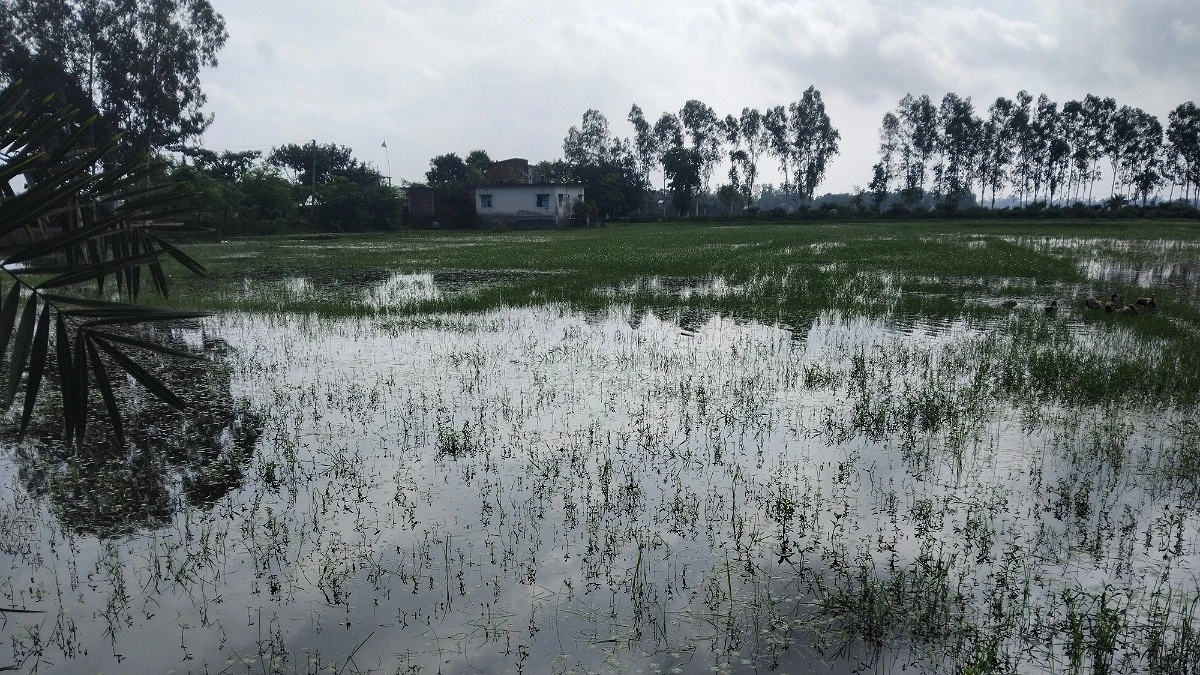 কৃষকের গলার কাঁটা রক্তদহ বিলের জলবদ্ধতা