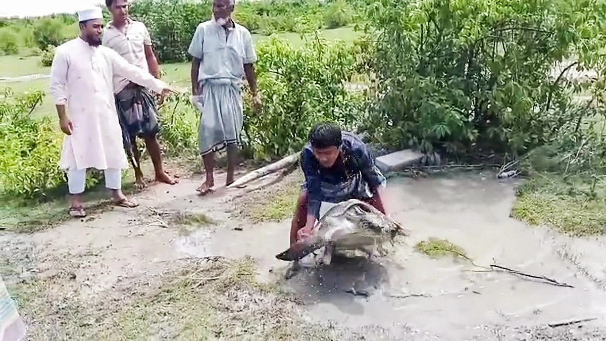 সন্দ্বীপে মিলল বিরল লেদারব্যাক কচ্ছপ