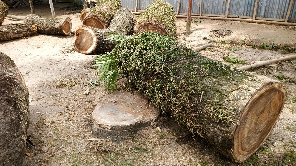প্রশাসনের অজান্তে শতবর্ষী সরকারি গাছ কর্তন, নাগেশ্বরীতে তোলপাড়