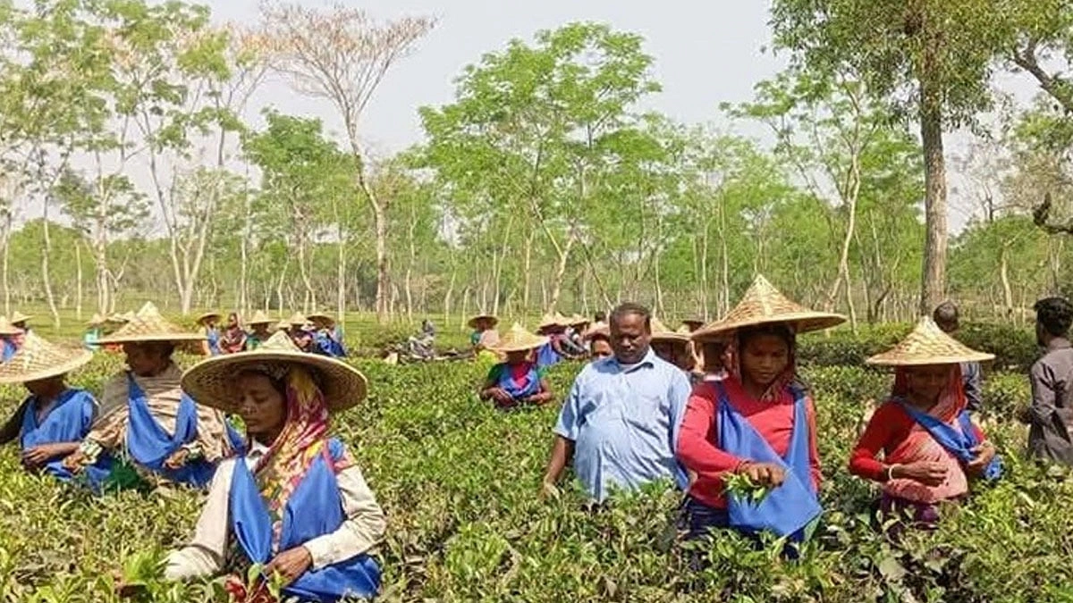 ঘুরে দাঁড়াচ্ছে লস্করপুর ভ্যালির ২৪ চা-বাগান