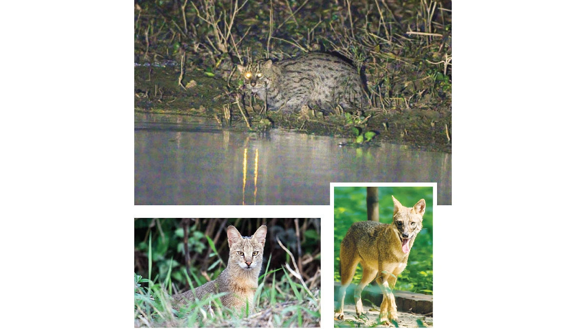 ঢাকার বুনো বাসিন্দারা