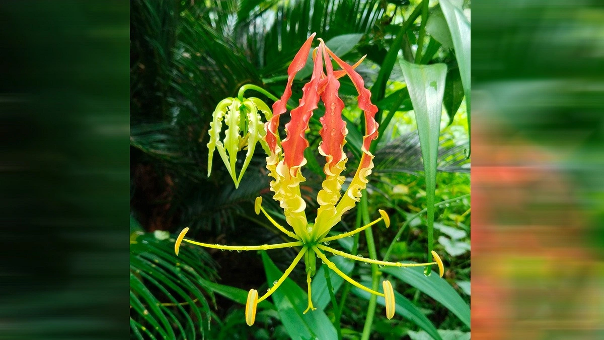 বর্ষার আগুনফুল উলটচণ্ডাল