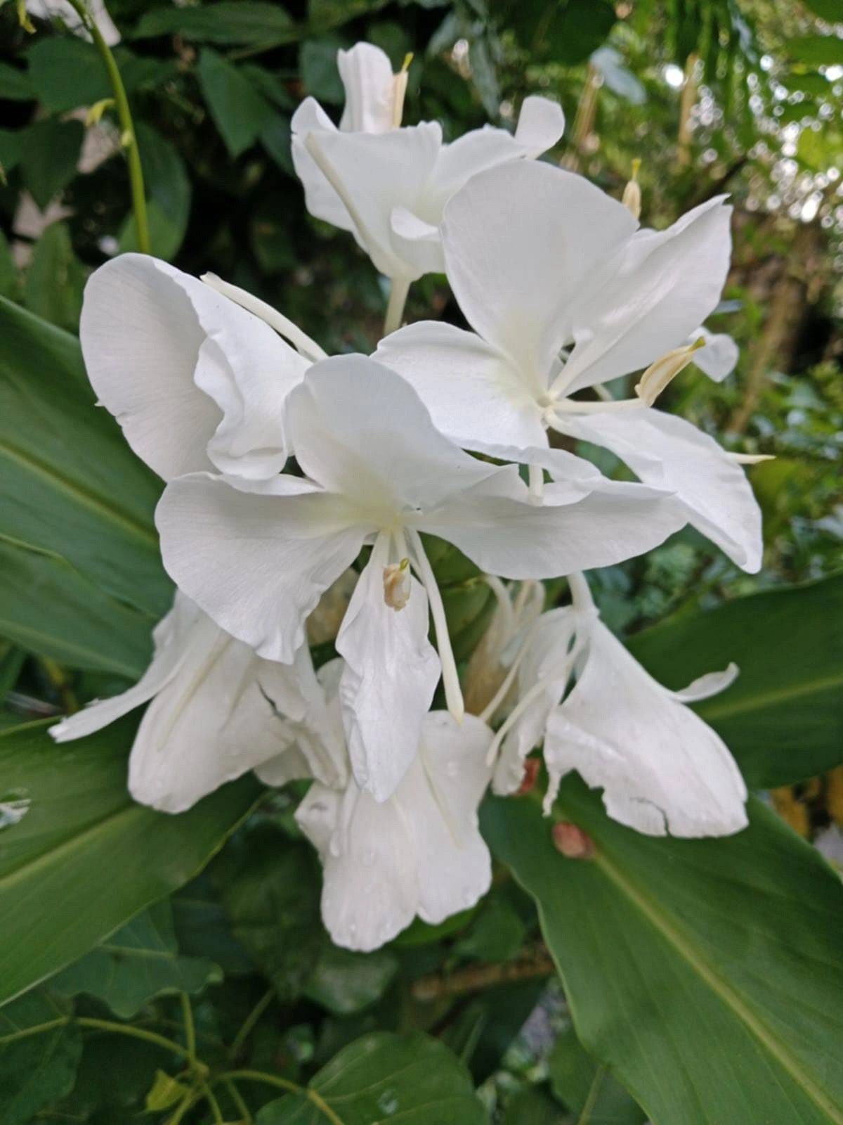 শাদা দোলনচাঁপা