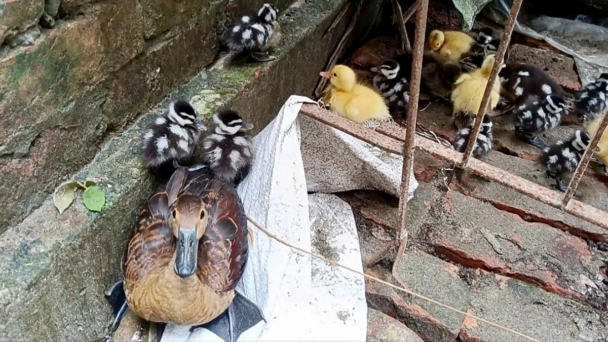 কলাপাড়ায় বাড়িতে আটকে রাখা ৯ ছানাসহ মা বালিহাঁস উদ্ধার