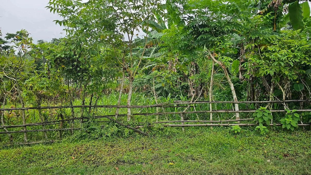 সরকারি রাস্তায় বাঁশের বেড়া দিয়ে চাষাবাদ, অপসারণের নির্দেশ