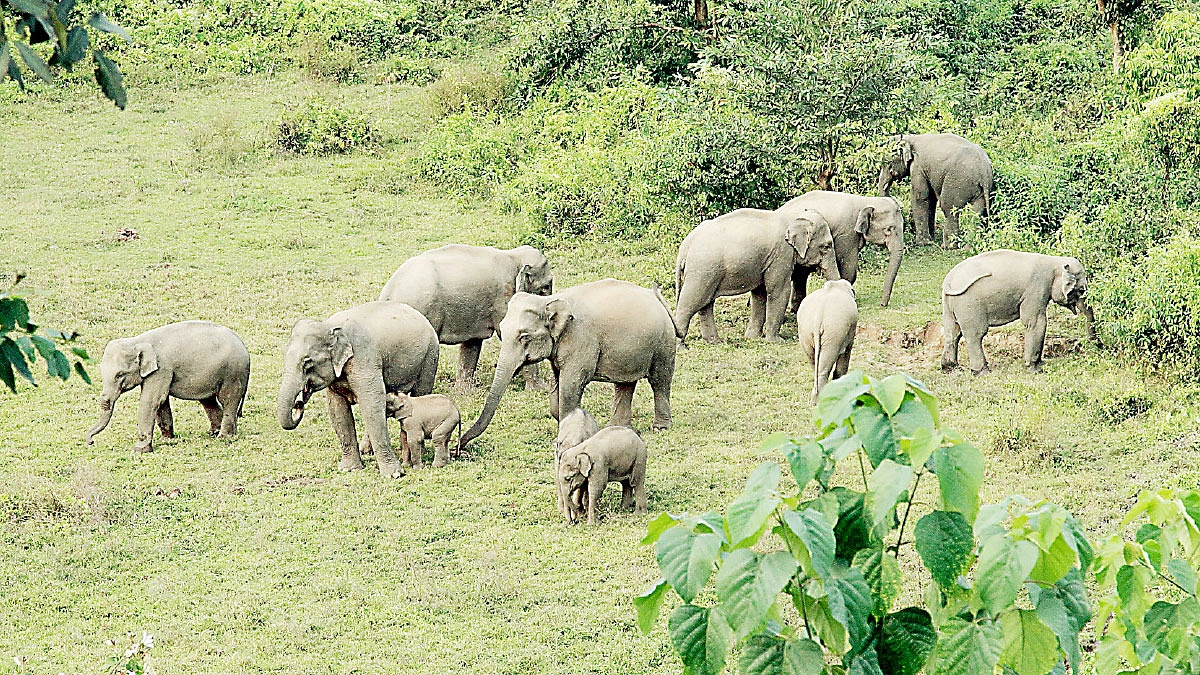 বিশালদেহীর জন্য দুঃখগাথা