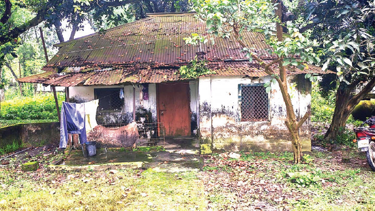 সোনালি মুরগির আঁতুড়ঘরেই অন্ধকার