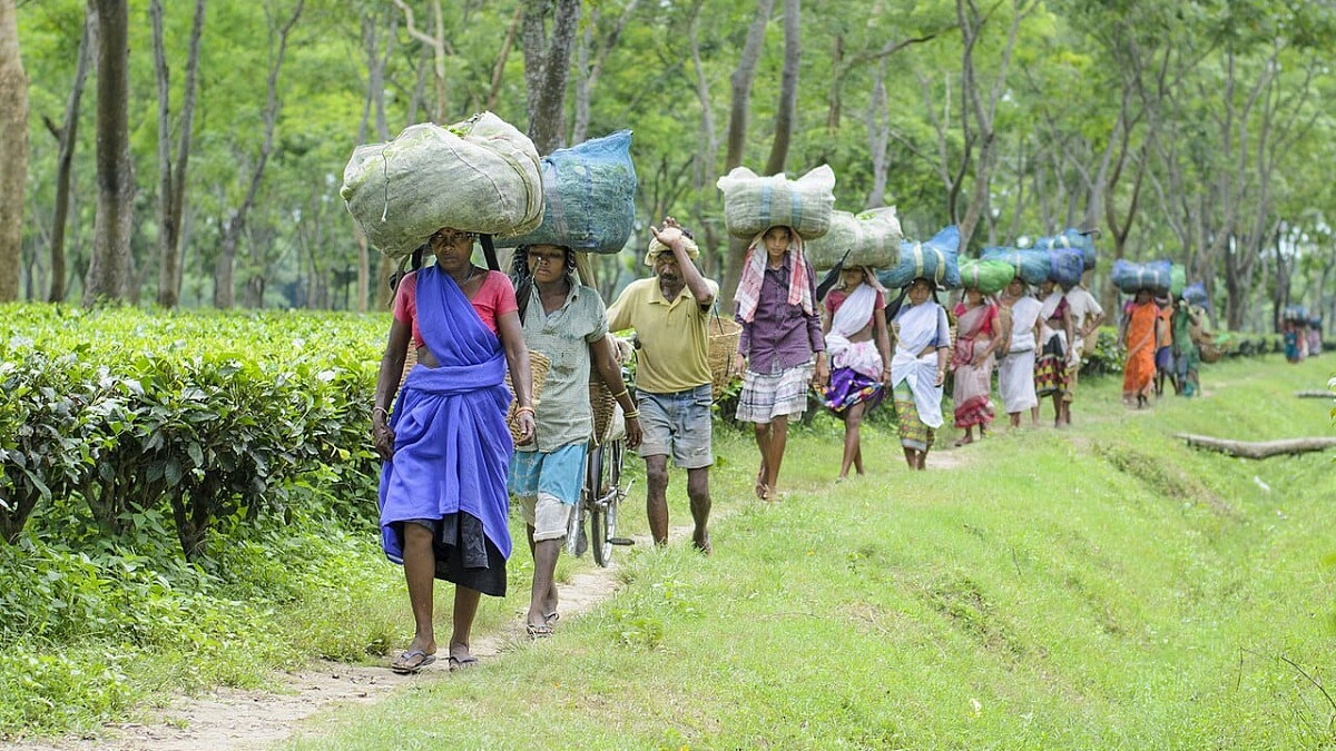 অন্ধকারে আসামের চা জনজাতি