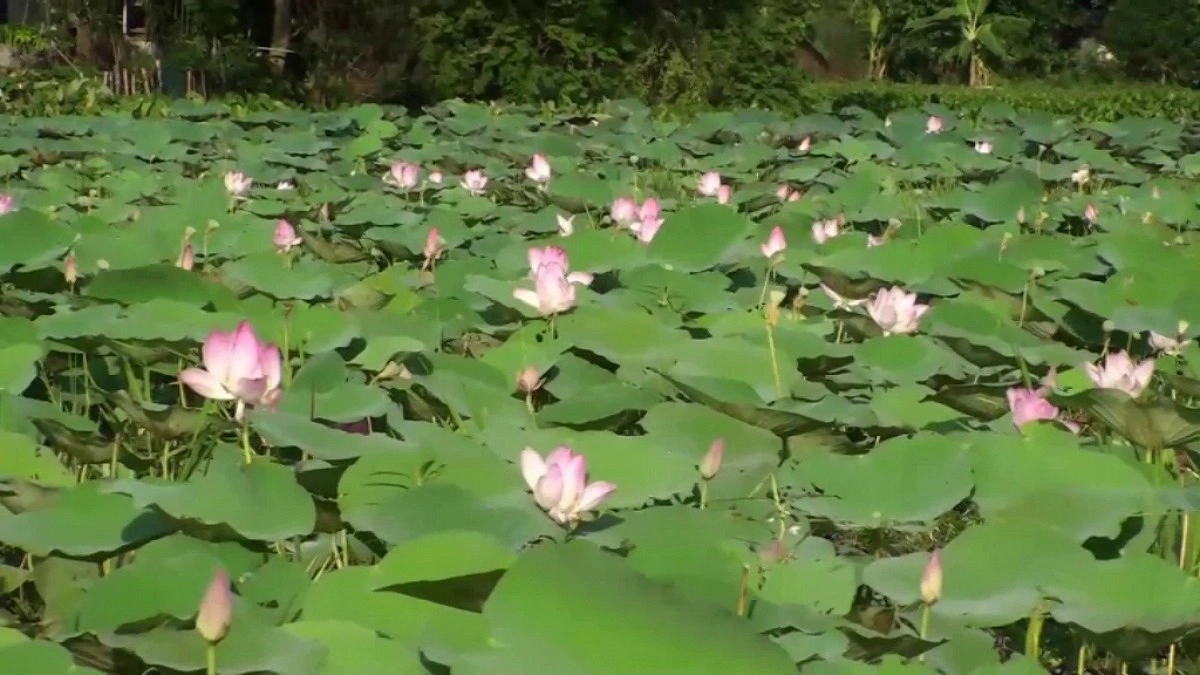 গোপালগঞ্জের বলাকইড় বিলজুড়ে পদ্মের মেলা
