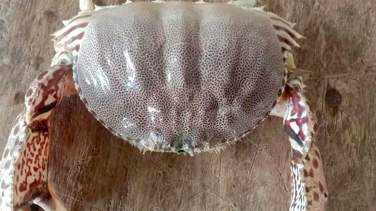 কুয়াকাটায় জেলেদের জালে বিরল ‘বক্স ক্রাব’