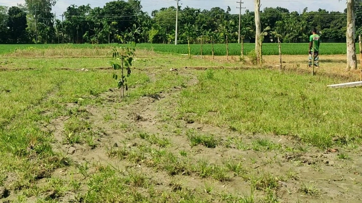 জমির বিরোধে দেড় শতাধিক গাছ কাটার অভিযোগ