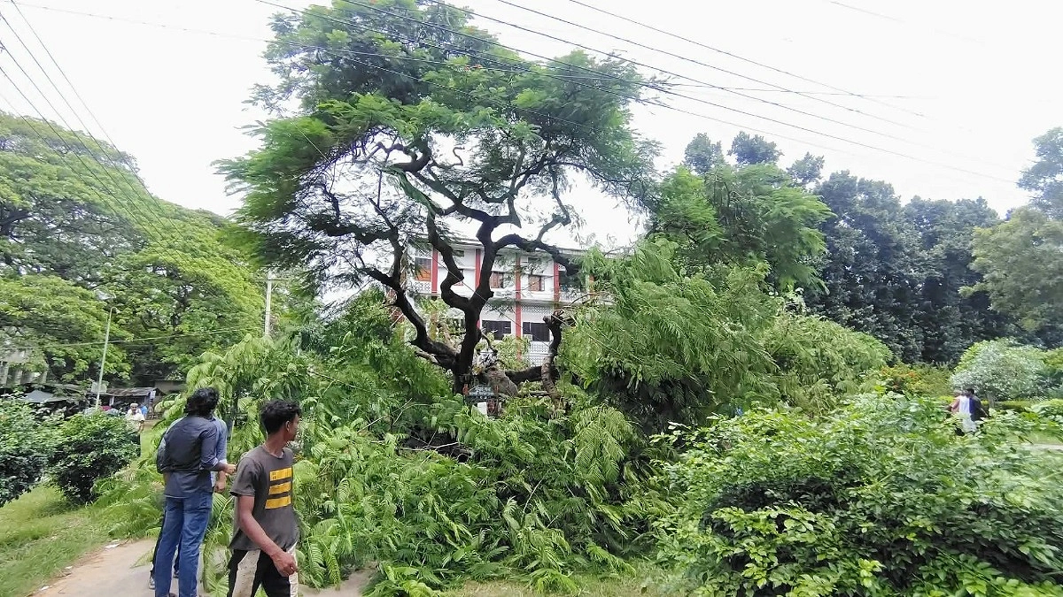 ভেঙে পড়ল এক কৃষ্ণচূড়া, নুয়ে পড়ল হাজারো স্মৃতি