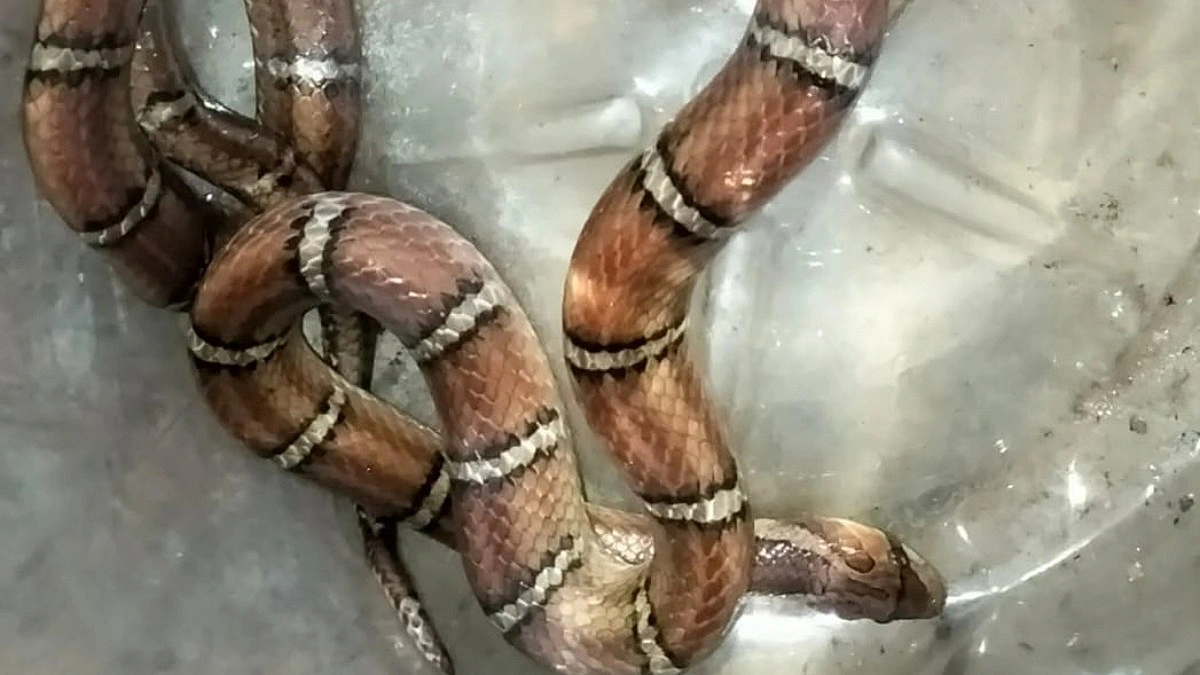 কাপ্তাইয়ে বিরল ‘হোয়াইট-বার্ড কুকরি’ সাপ উদ্ধার