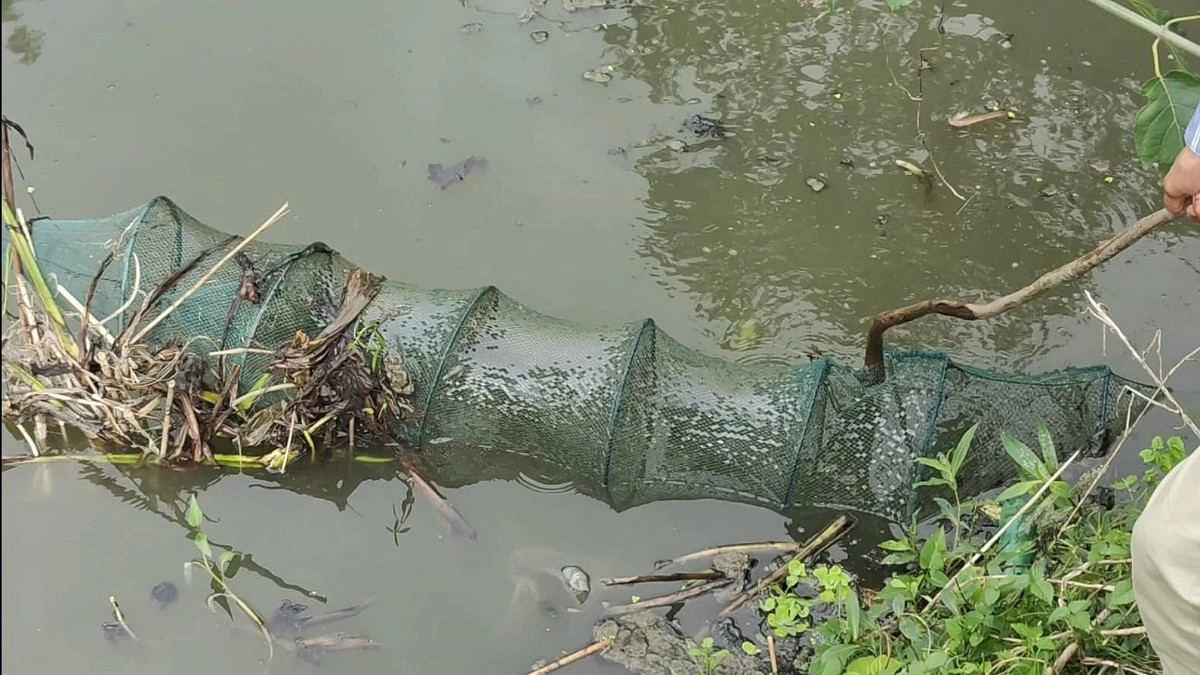 নদী-খালে চায়না দুয়ারী ও বেহুন্দিজালের দাপট, হুমকিতে জীববৈচিত্র্য