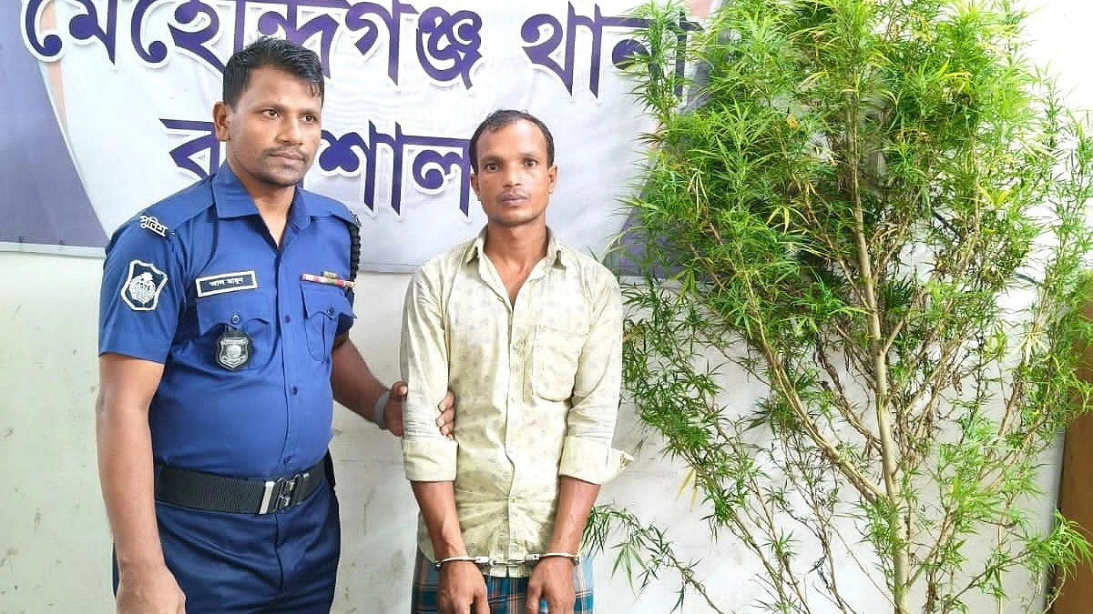 ঘেরের আড়ালে গাঁজা চাষ, গাছসহ একজন আটক