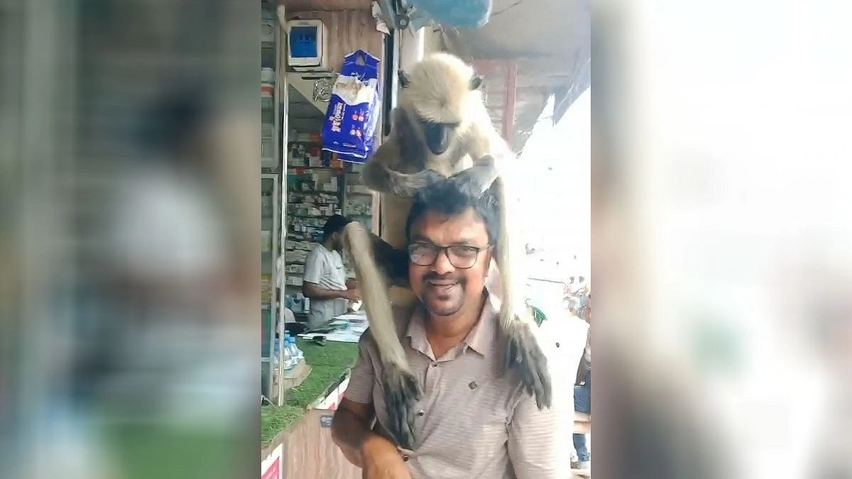 সংবাদকর্মীর কাঁধে চড়ে চিকিৎসা নিয়ে বনে ফিরল হনুমানটি
