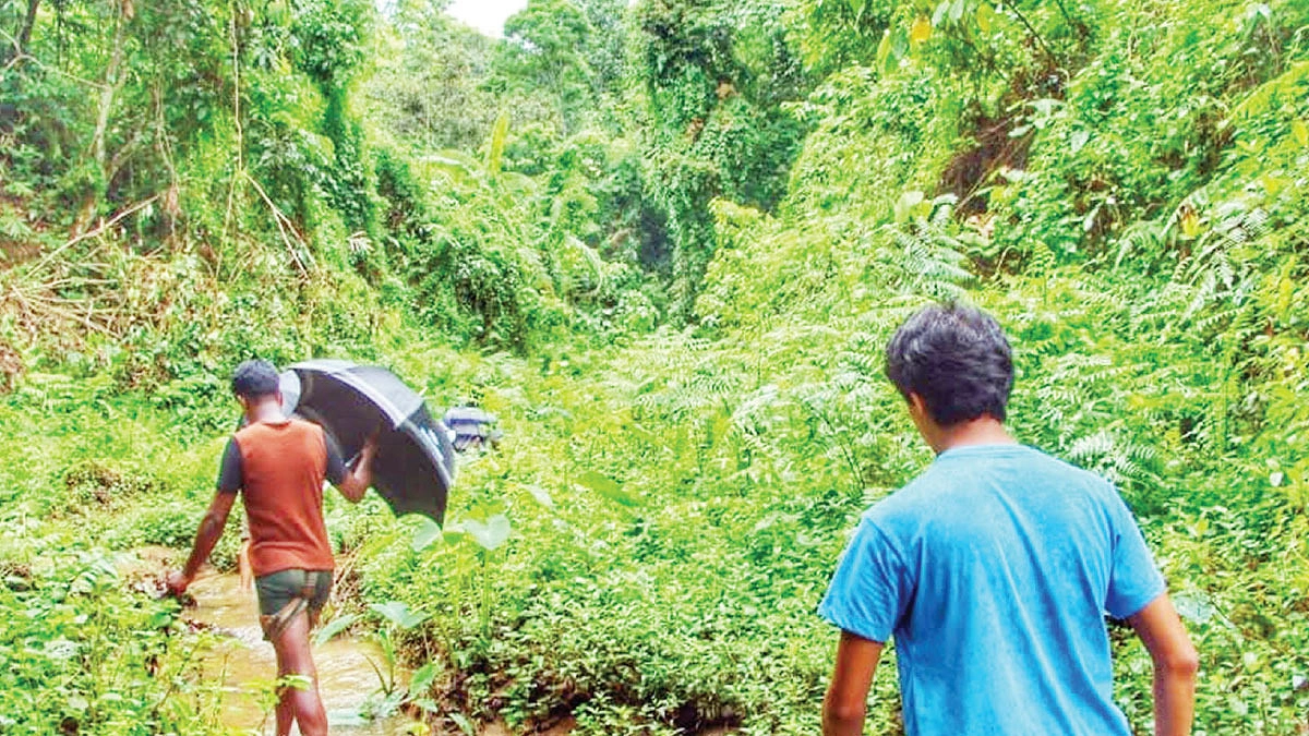 লাউয়াছড়ায় বৃষ্টি