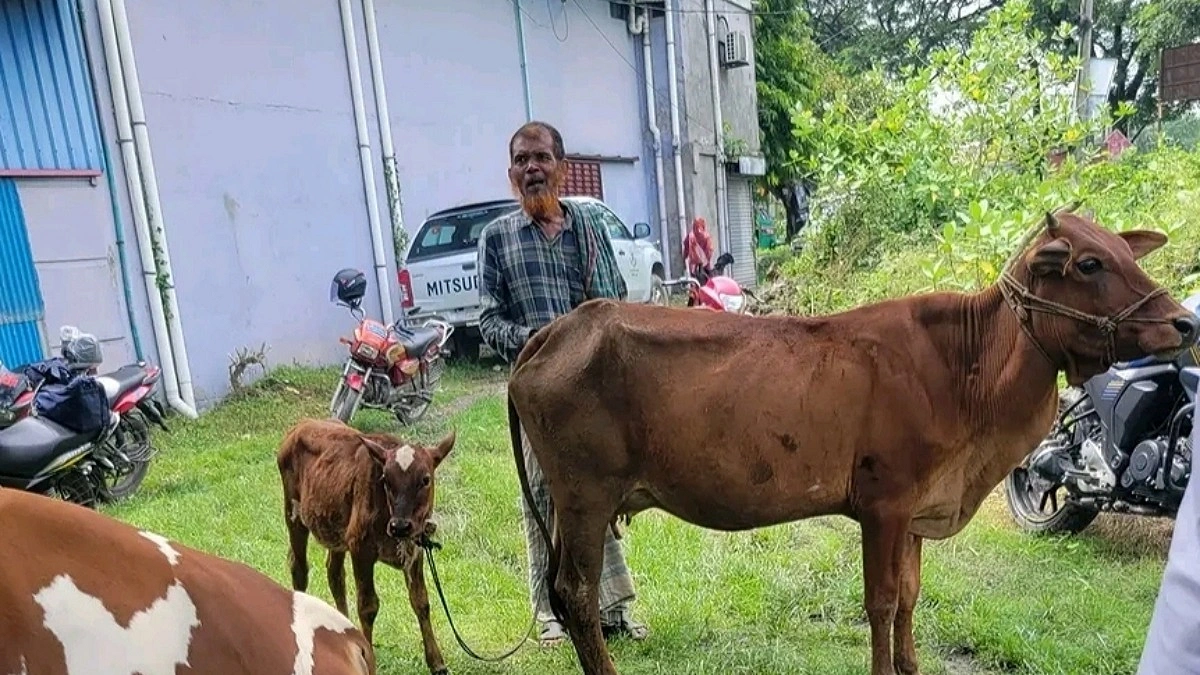 ল্যাম্পি স্কিনের ভ্যাকসিন নেই, ‘পরামর্শ’ নিয়ে ফিরছেন খামারিরা