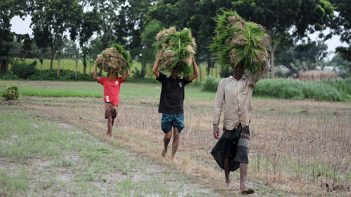 প্রস্তুত করা ধানের চারা রোপণের জন্য মাথায় করে জমিতে নিয়ে যাচ্ছেন এক কৃষক।