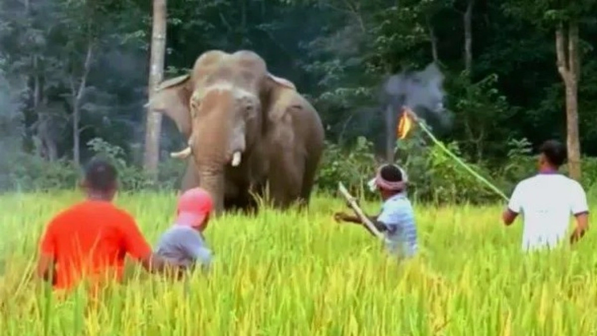হাতির পিঠে সন্ধ্যা নামুক গারো পাহাড়ে