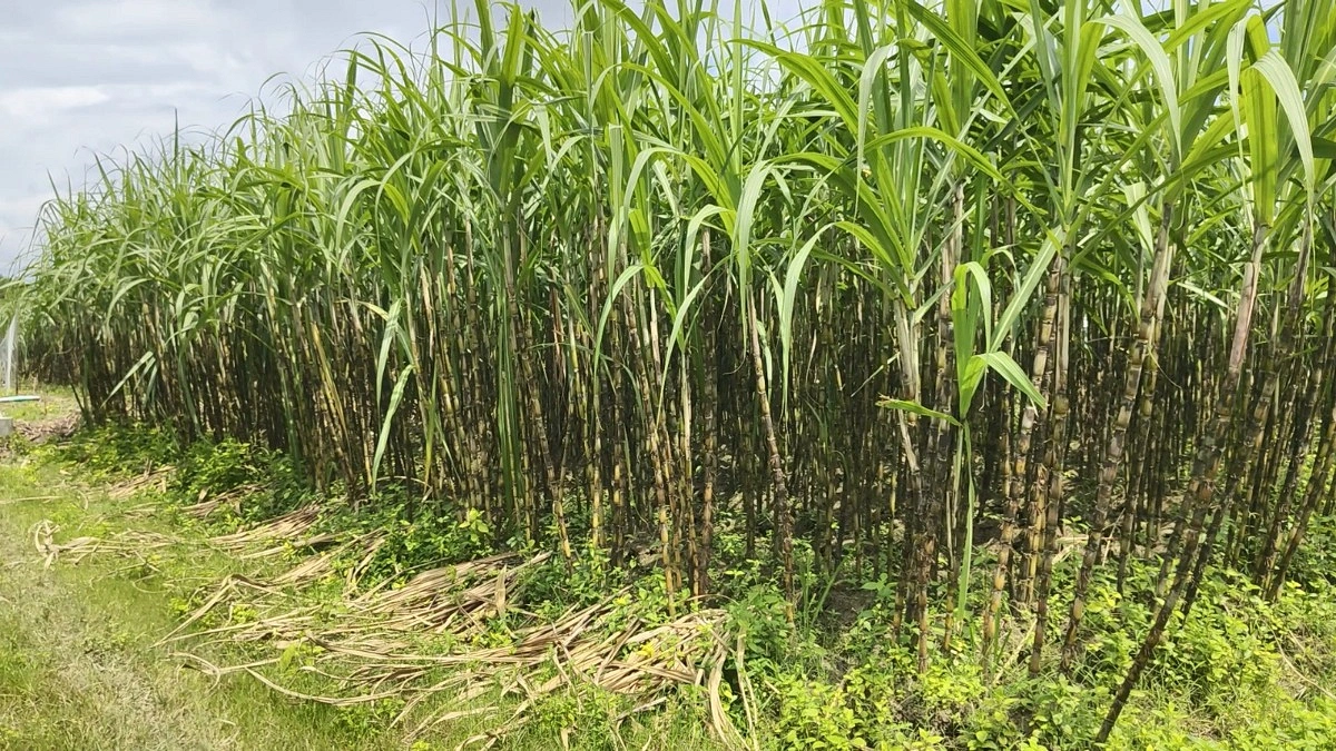 লাভের আশায় আখ চাষে ঝুঁকছেন মোল্লাহাটের কৃষক